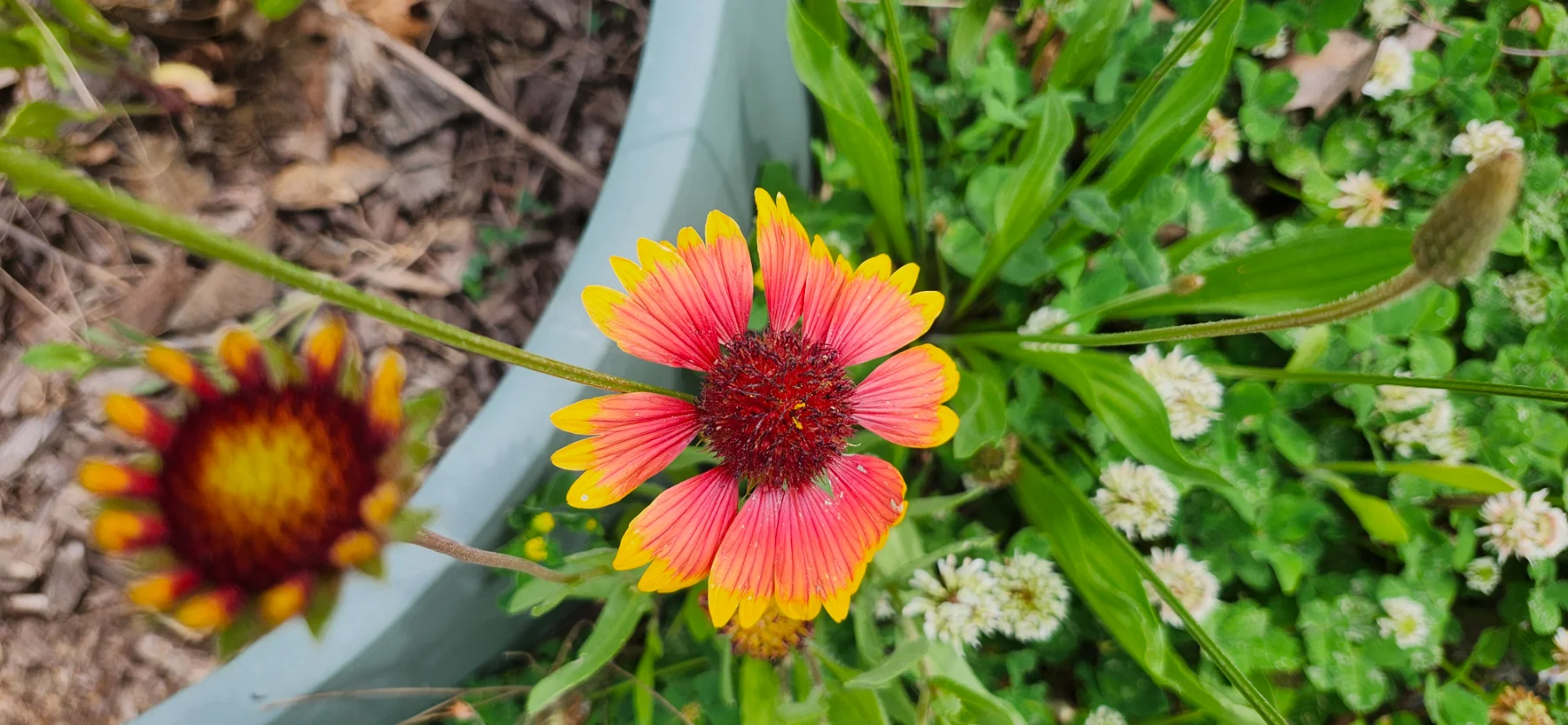 Blanket flower image one