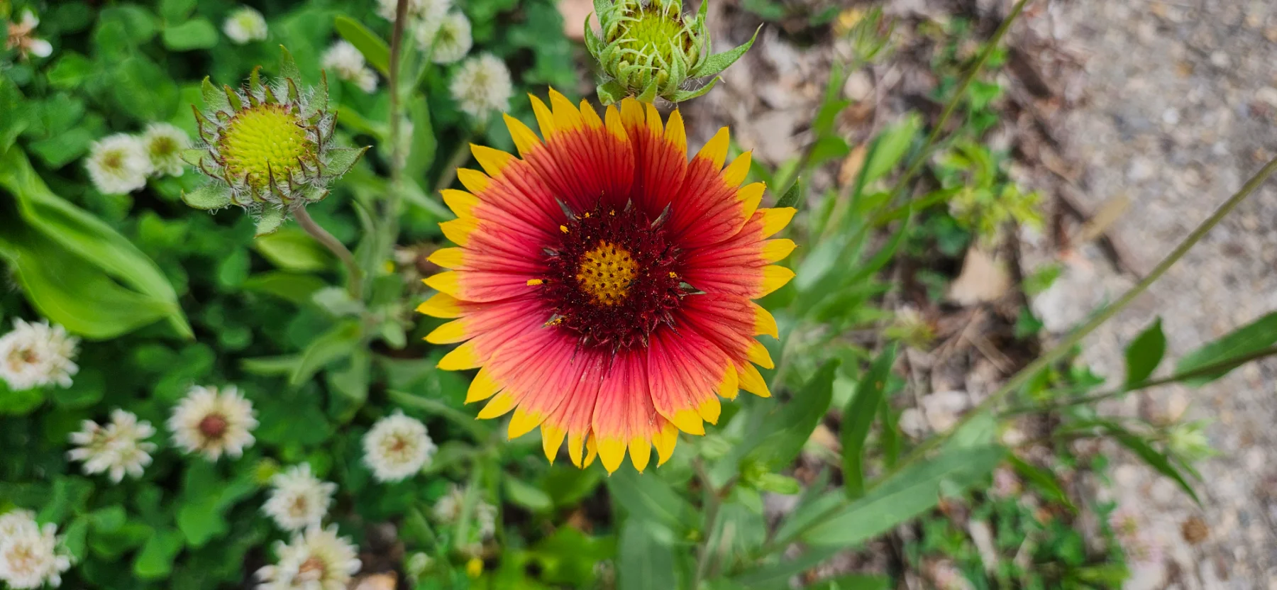 Blanket flower image four