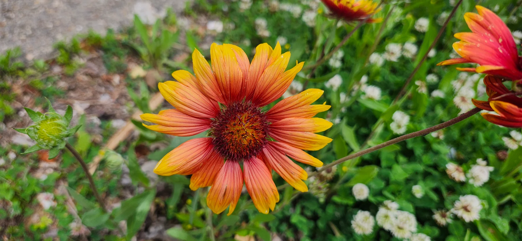 Blanket flower image three