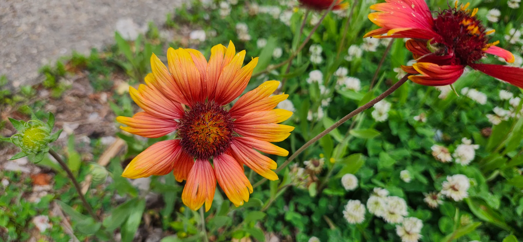 Blanket flower image two